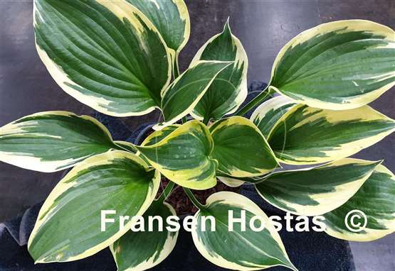 Hosta Sneaky Pete